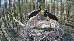 Love story w bocianim gnieździe. Internauci: Strach pomyśleć, co będzie dalej