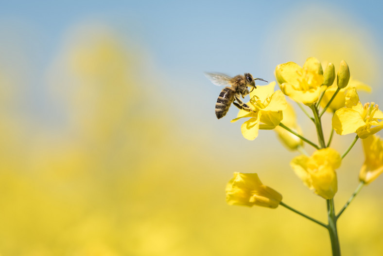 Zdaniem naukowców również pszczoły mogą być świadome