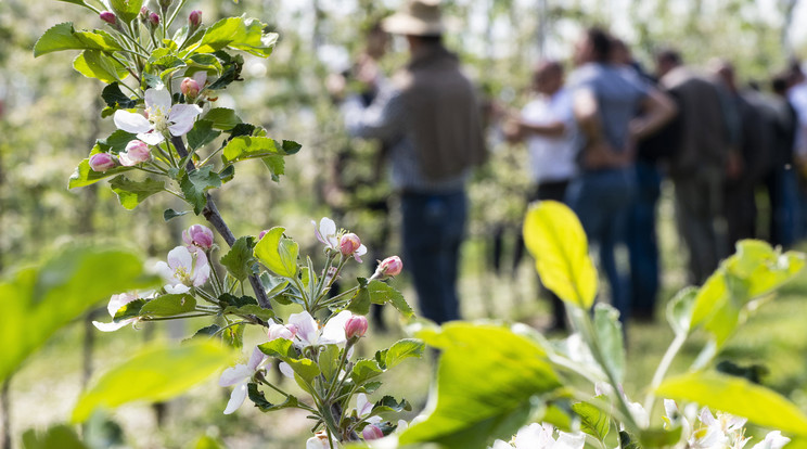 Virágzó almafa a Debreceni Egyetem AKIT Újfehértói Kutató Intézetének kertjében 2022. május 4-én / Fotó: MTI/Balázs Attila