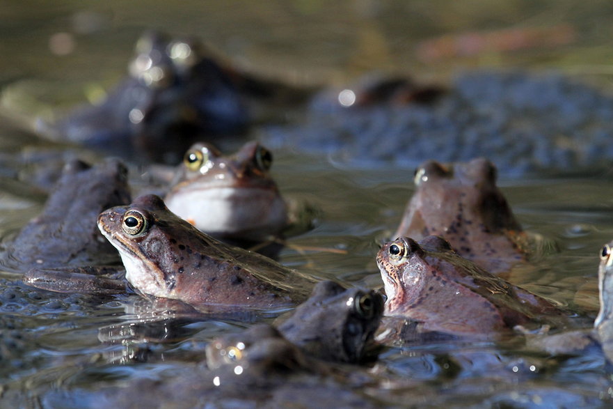 Grupa samców żab trawnych czekających na samice
