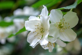 Ako ovaj CVET unesete u kuću, sve će vam krenuti NABOLJE: Ova biljka priziva SREĆU I BLAGOSTANJE, ali i čuva zdravlje