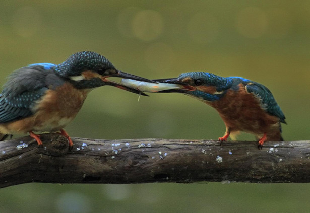 Warmia. Zimorodek (alcedo atthis). Karmienie młodego (z lewej) pierwszego dnia po wylocie z nory. Zdjęcie jest efektem trzyletniego obłaskawiania ptaka. Fotografia Piotra Płaczkowskiego otrzymała trzecie miejsce za zdjęcie pojedyncze w kategorii "Środowisko naturalne" ósmej edycji konkursu fotografii prasowej BZ WBK Press Foto 2012.