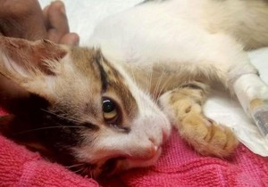 Purnima je povređenom mačetu dala ime Grejs | Foto: Purnima Motvani