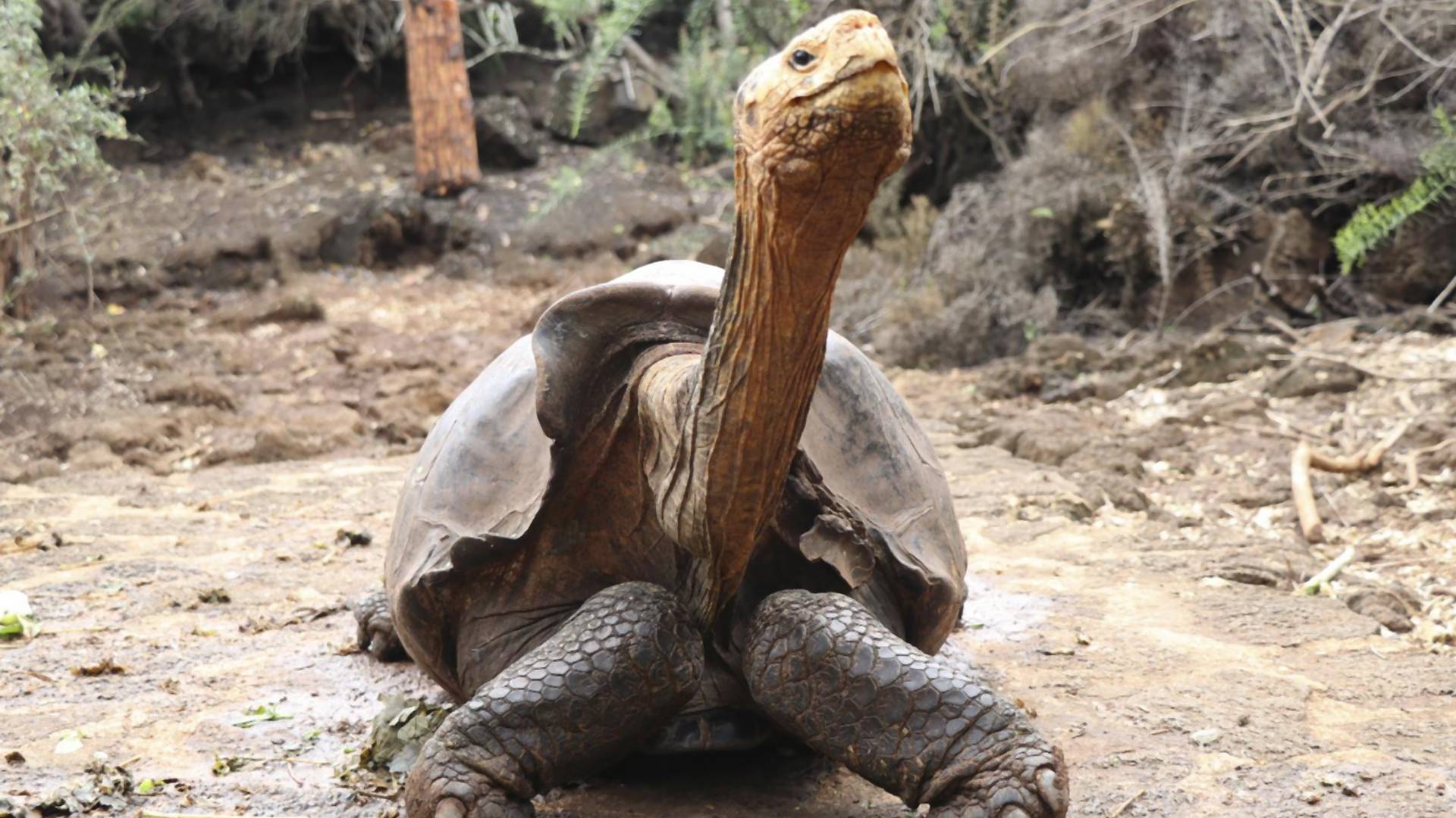 Dijego, stogodišnja džinovska kornjača koji je spasio svoju vrstu od izumiranja, ide u penziju
