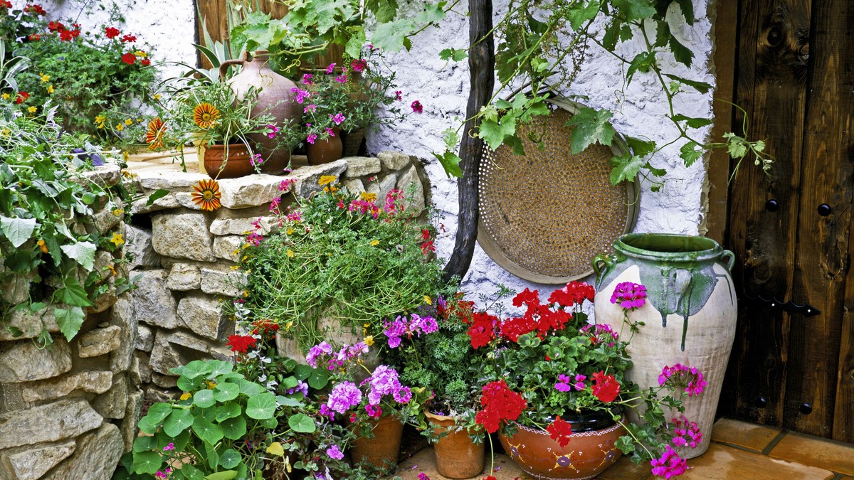 Dragoljub je cveće koje cveta najbrže na svetu: Idealan je i za baštu i za terasu (Ilustracija)