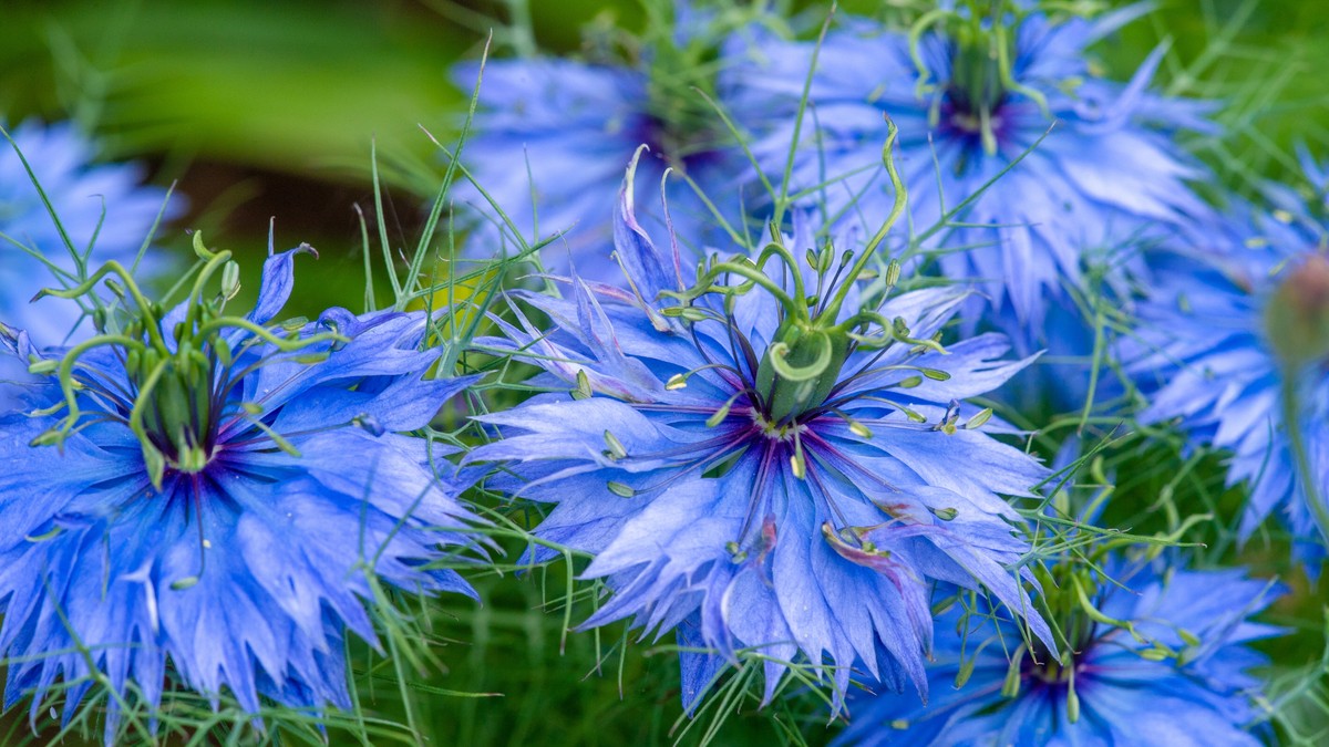 Biljka koja čini čuda u bašti, veoma jednostavna za uzgoj