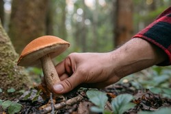 Wykręcać czy wycinać? Jak prawidłowo zbierać grzyby? Odpowiedź leśników i naukowców zaskakuje