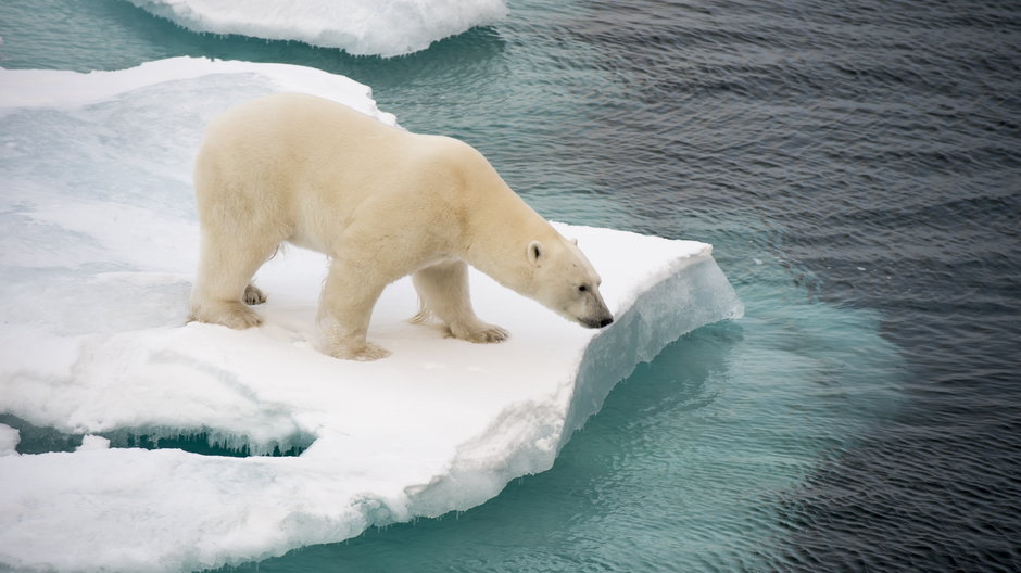 Na liście "przegranych 2021 roku", znalazł się m.in. niedźwiedź polarny
