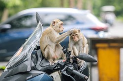 Od żaby do wieloryba. Trudny QUIZ dla fanów zwierząt. Odpowiesz na połowę pytań?