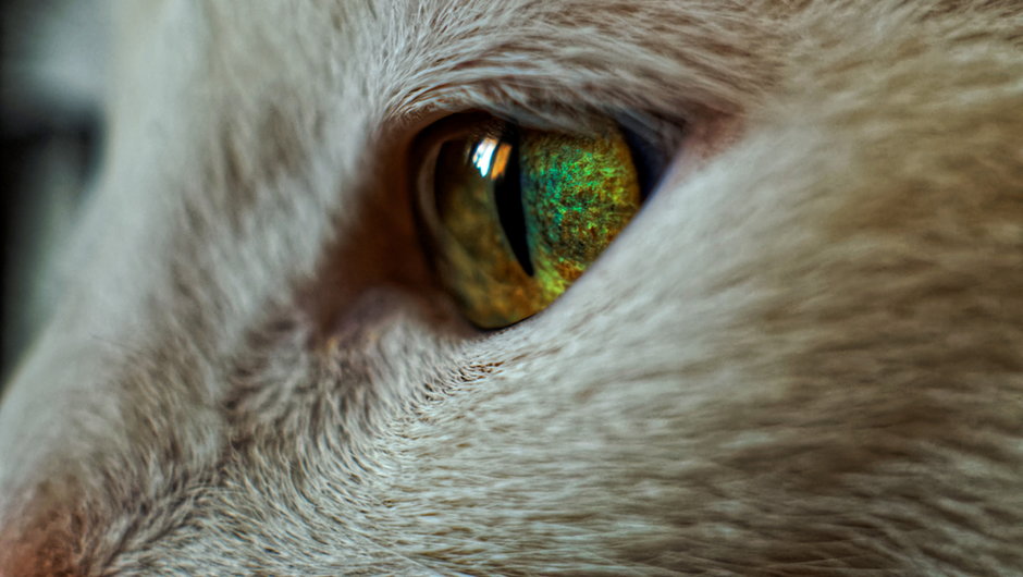 Wiesz, dlaczego kocie oczy świecą w ciemności?