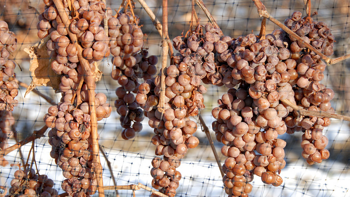 Oprócz miłośników sportów zimowych mrozy w Czechach ucieszyły niektórych morawskich winiarzy. Ostra zima sprzyja bowiem produkcji wina lodowego - słodkiego deserowego trunku, wyrabianego z zamarzniętych winogron.