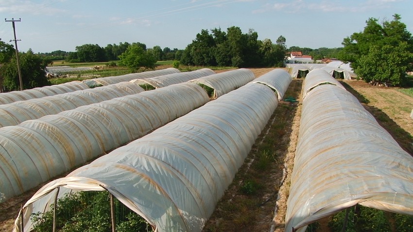 Na 25 ari pod plastenikom može da se dobije 8.000 kilograma paradajza godišnje, a početno ulaganje je 12.000 evra