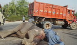 40-letni słoń zginął przed ciężarówką! FOTO