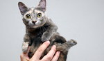 Mruczący słodziak. Pixel – najmniejszy kot świata