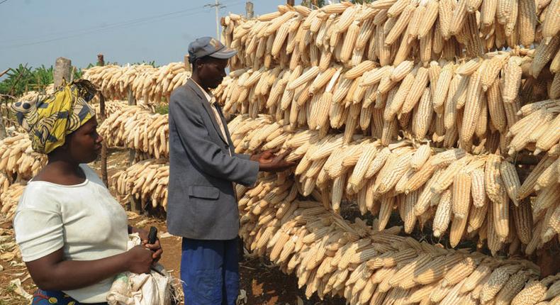 Kenyan maize farmers lose millions to fake Word Food Programme (WFP) agents.