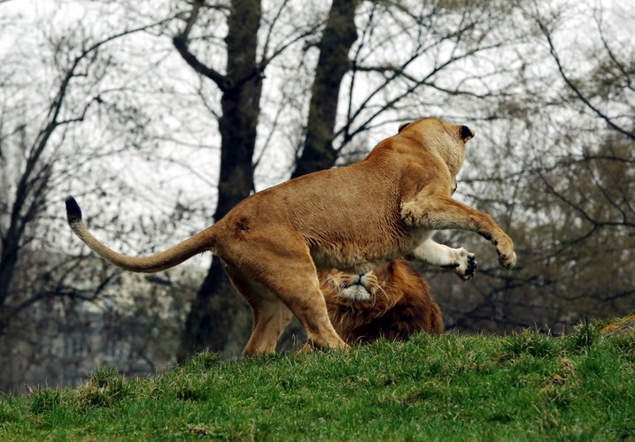 Wiosna w warszawskim ZOO