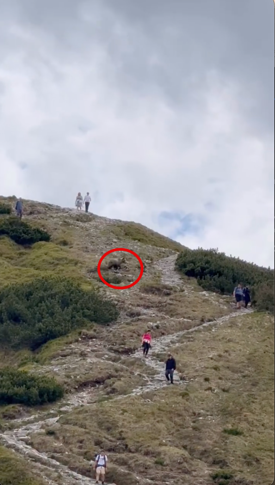 Medveď prebehol pomedzi turistov. 