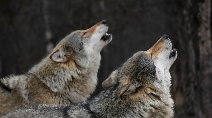 A szemek félig behunyva, a pofa az ég felé mered: tipikus farkasüvöltés / Fotó: Getty Images