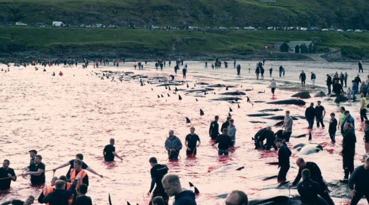 Egy helyi hagyomány miatt több mint ötszáz delfint mészároltak le barbár módszerekkel a Feröer-szigeteken / Fotó: Twitter