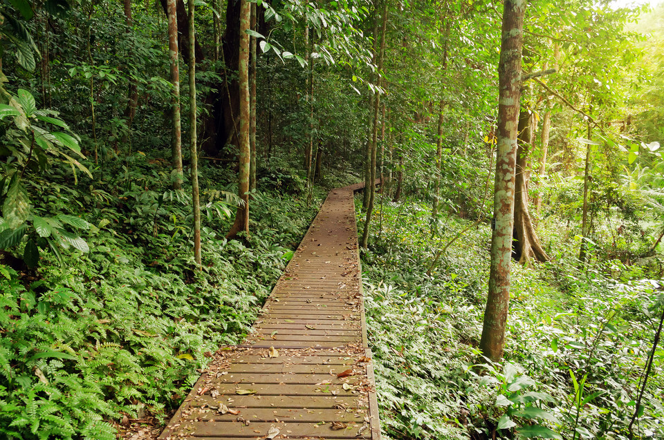 Taman Negara, Malezja