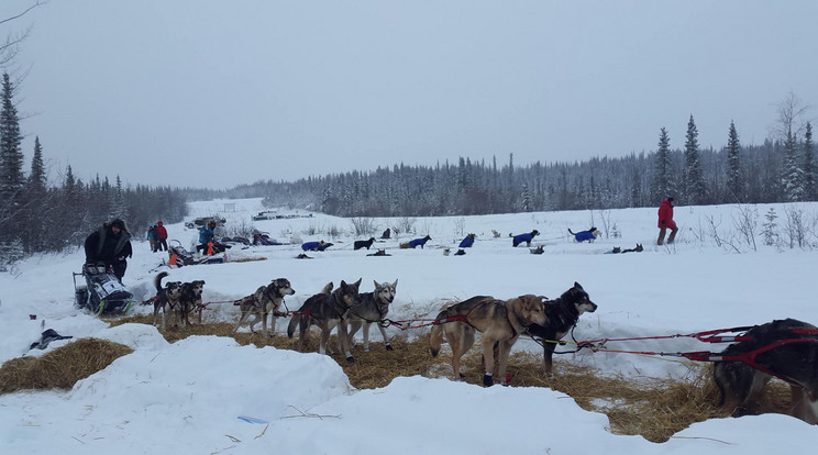 Az Iditarod a világ leghíresebb és
legnehezebb
kutyaszánhúzó-
versenye: 8–15 nap a vadonban /Fotó: Facebook
