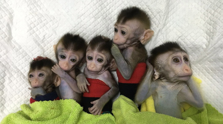 A majmok memóriája gyorsan javulni kezdett /Fotó: MTI- EPA