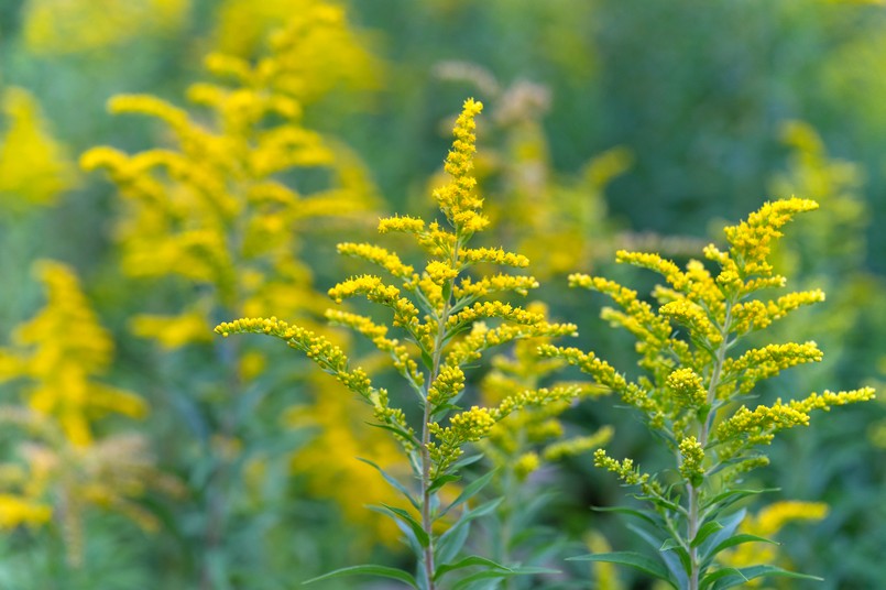 Nawłoć pospolita kanadyjska Yellow,Flowers,Of,Goldenrod.,Solidago,Canadensis,,Known,As,Canada,Goldenrod