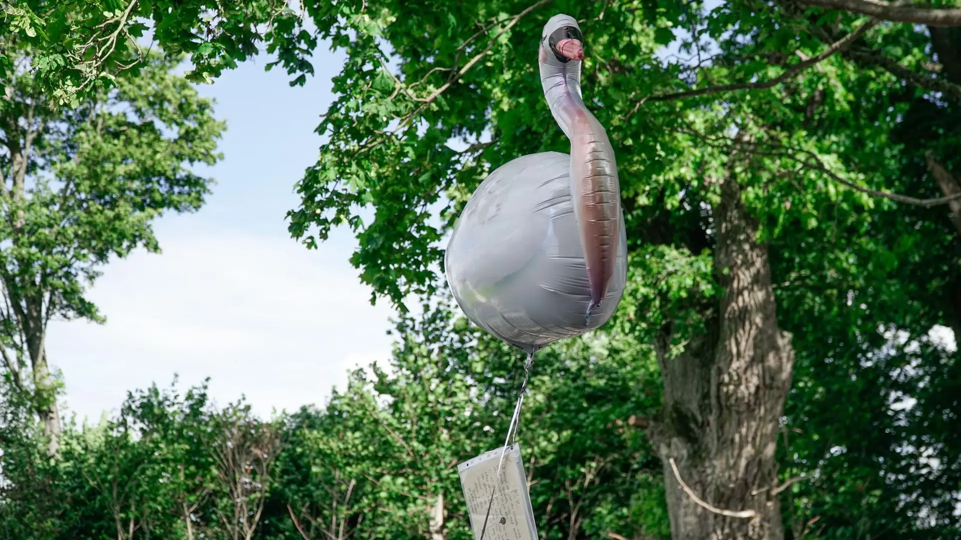 Młoda para ze Szwecji wypuściła balon z miłosnym przekazem. Łabędź dotarł aż do Polski