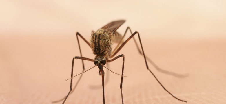 W. Brytania będzie przeznaczać 700 mln USD rocznie na walkę z malarią