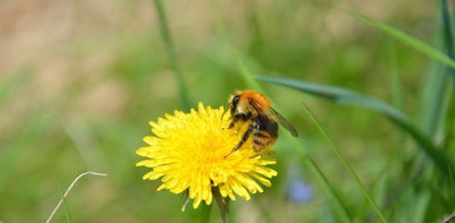 Pszczoły leczą raka