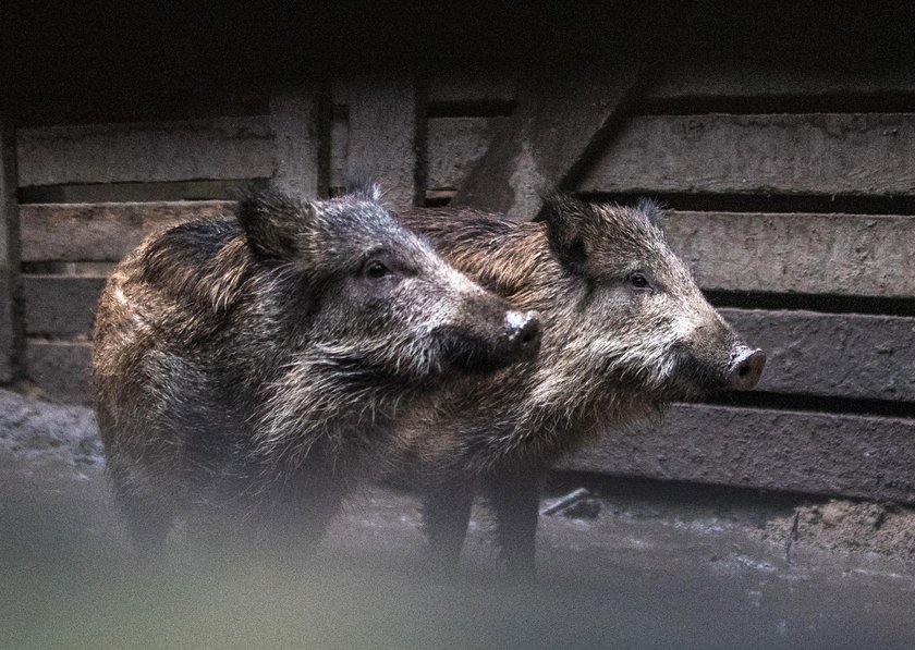 Animal Patrol podsumował zbiórkę karmy pod nazwą Dzikość Serca