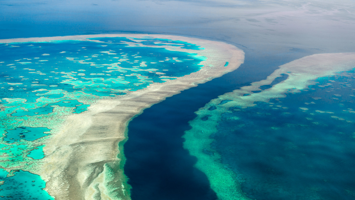 Wielka Rafa Koralowa. 99 proc. koralowców może zniknąć do 2025 roku
