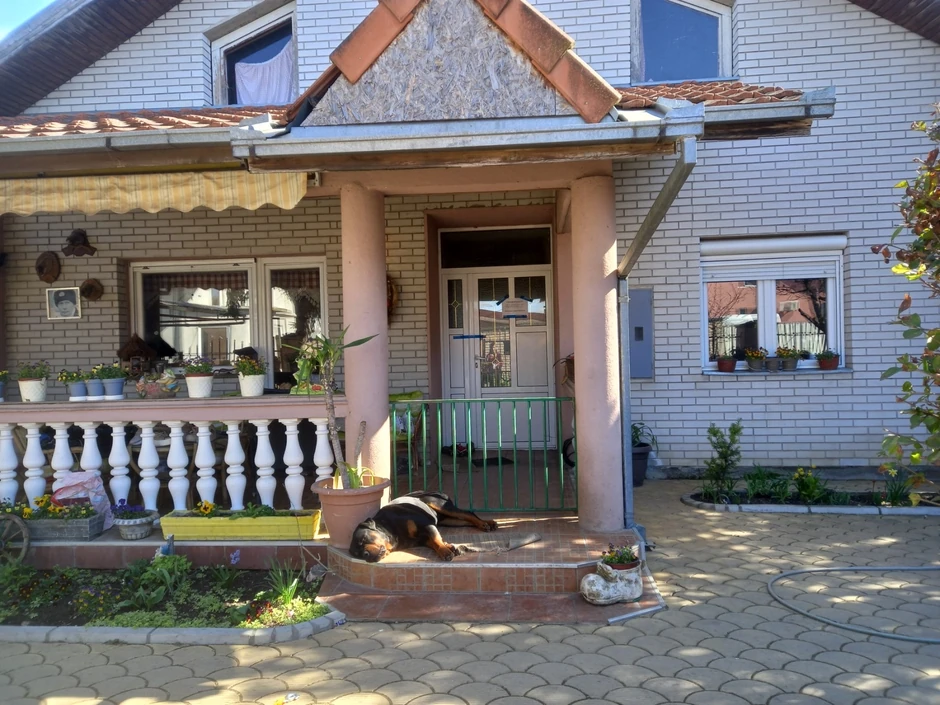 Pas ispred ulaza u kuću Nikole i Gordane