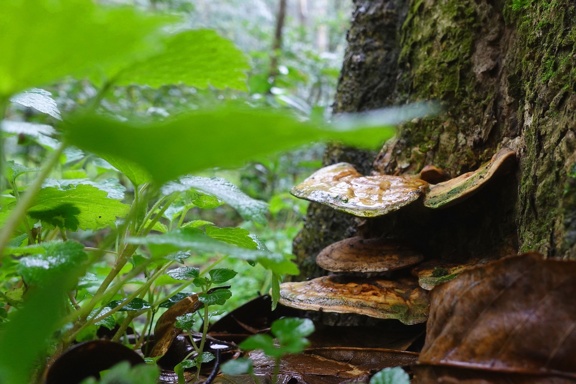 Datorită efectelor sale rare, reishi este binecuvântat cu diverse sinonime: ciupercă minune, plantă norocoasă, plantă cu putere spirituală simbolizând bogăția, sănătatea bună, longevitatea, chiar nemurirea.