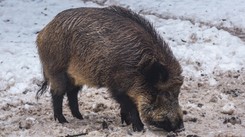 W Bawarii zmienili dzikowi imię. Już nie nazywa się Putin