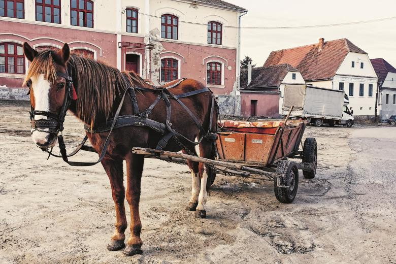 Wóz konny wozi dzieci do pobliskiego przedszkola (archiwum prywatne Rity Klaus)