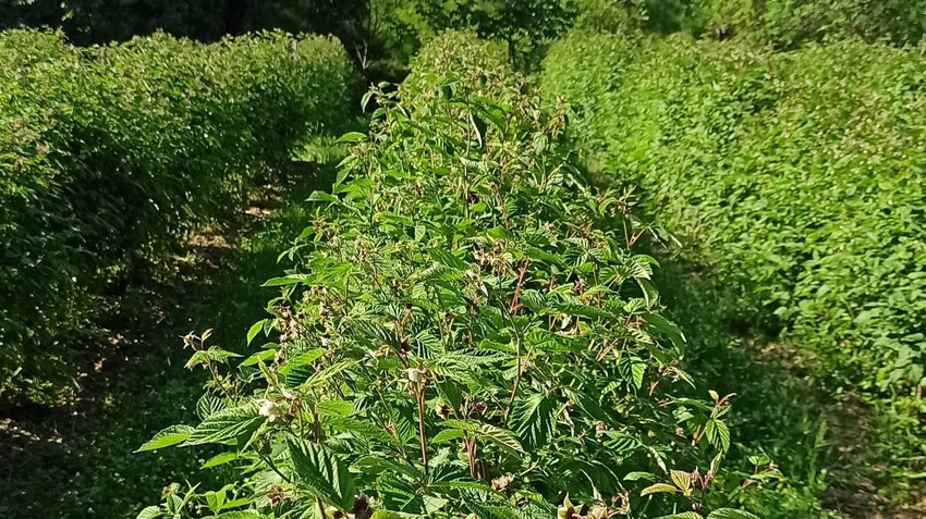 U malinjacima u valjevskom kraju berba je počela znatno ranije nego što je uobičajeno