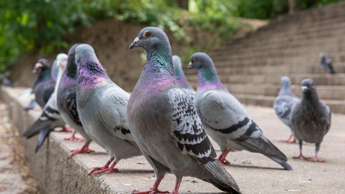 Postavite neobičan predmet u dvorište, brzo ćete se rešiti golubova