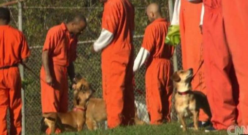 Prisoners given abandoned dogs as cell mates