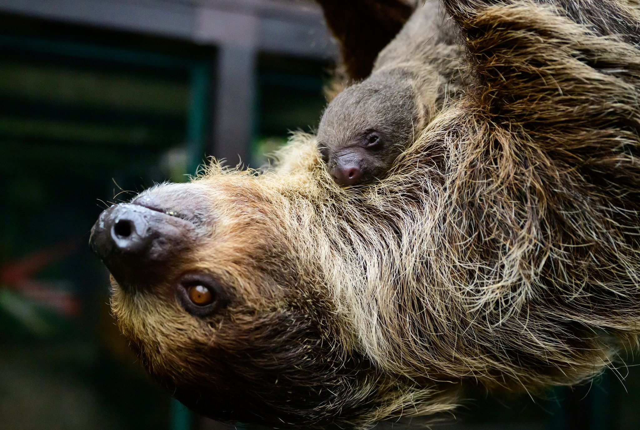 Zum zweiten Mal unbemerkt: Faultier bringt heimlich Baby zur Welt