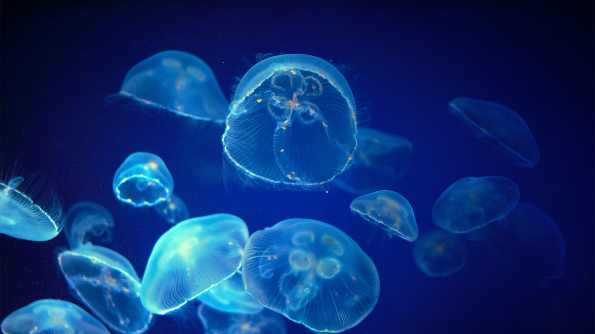 Meduza