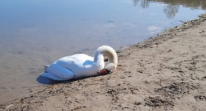 Po smutnym losie gnieźnieńskiego łabędzia, aktywiści grzmią: tak nie dokarmiajcie ptaków