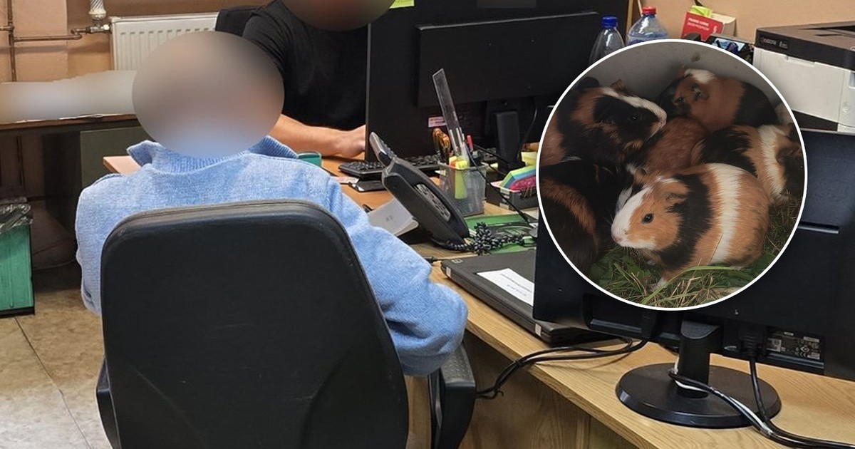 Znajdowali świnki morskie w śmietnikach. Policjanci nie mogli uwierzyć, kto za tym stoi