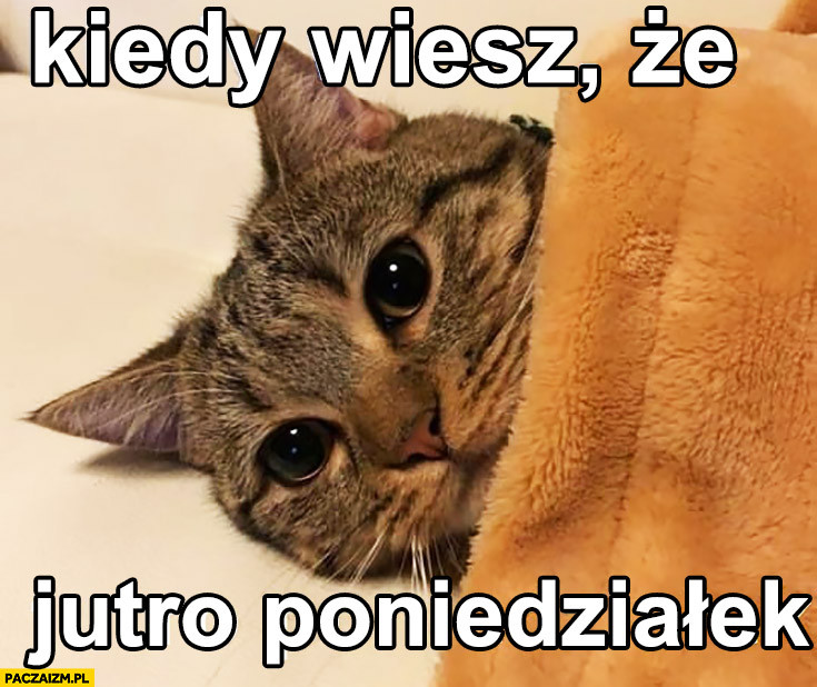 Poniedziałek - memy na dobry początek tygodnia