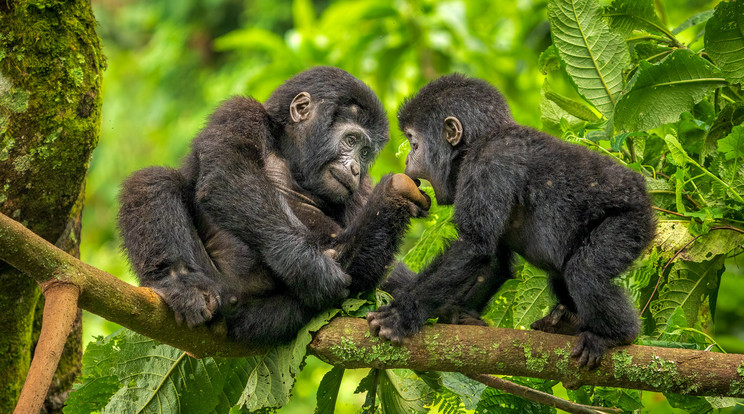 Gorilla testvérek játszanak egy faágon / Fotó: Northfoto