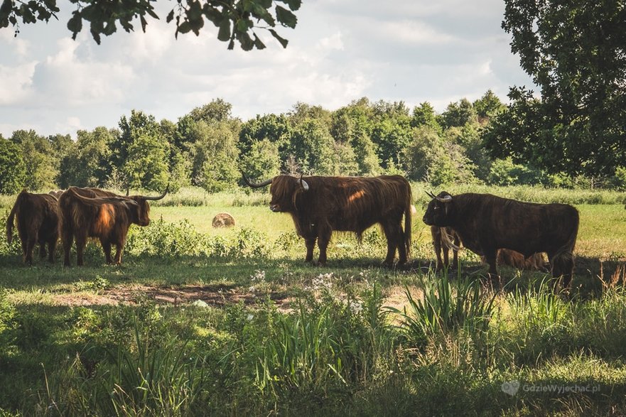 Czarnocińska sawanna w drodzę na Wolin