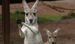 Sex według kangura