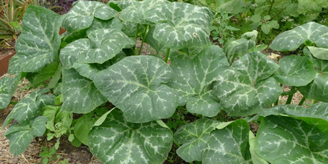 Pumpkin leaf: The health benefits of this plant are unbelievable | Pulse  Nigeria