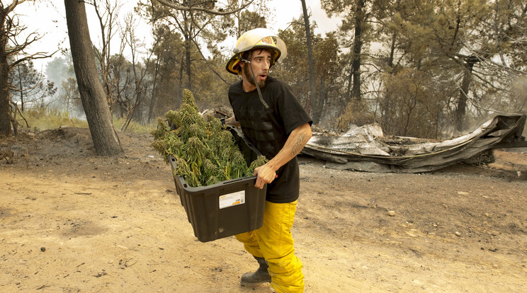 Anthony épp a megmaradt marihuánát menti meg/Fotó: AFP
