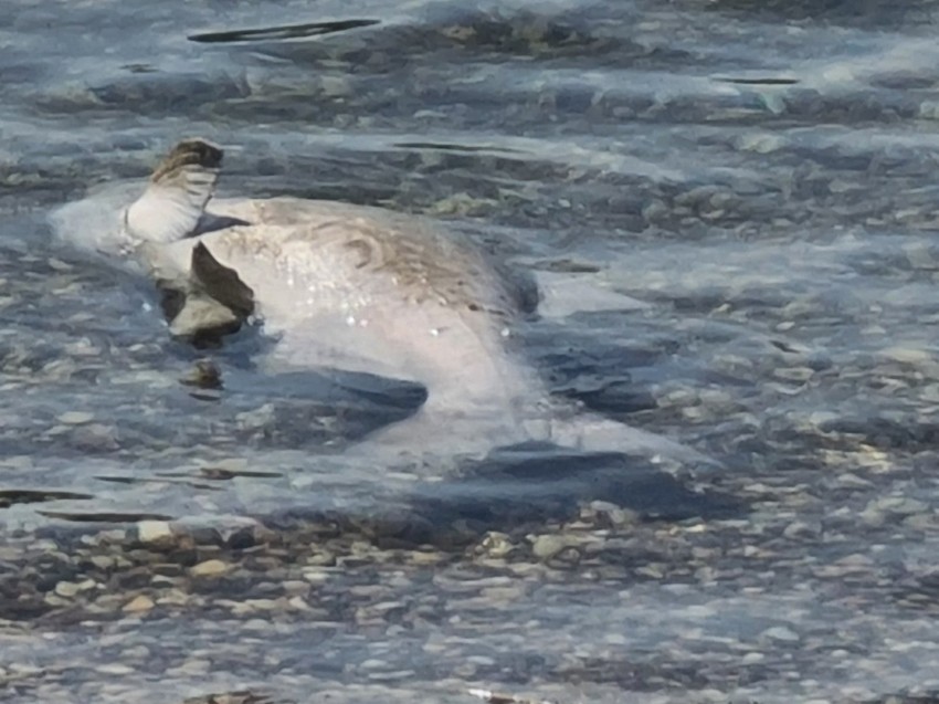 Iz GZZZ potvrdili da je voda u jezeru u potpunosti mikrobiološki ispravna za kupanje
